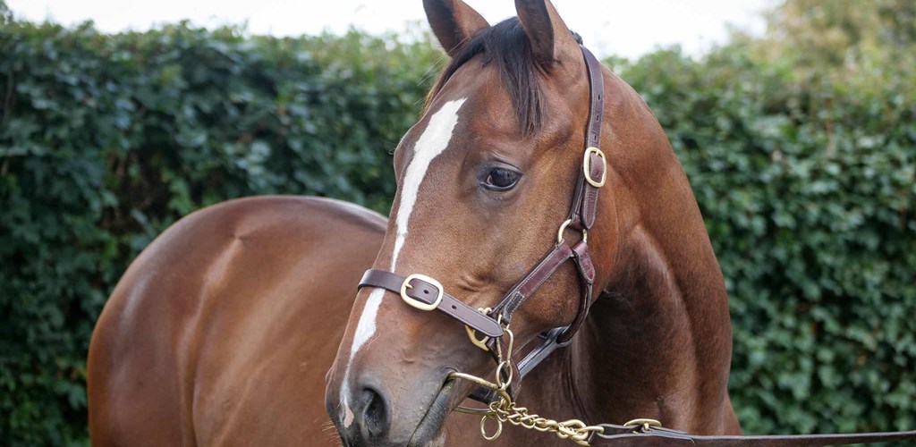 Recent Purchases at the Yearling Sales