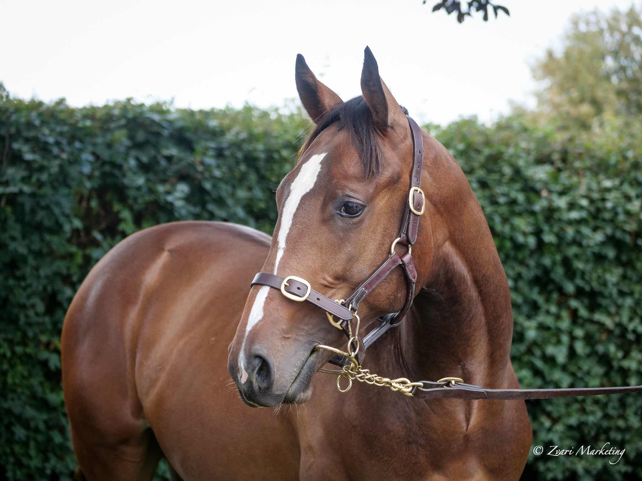 Recent Purchases at the Yearling Sales