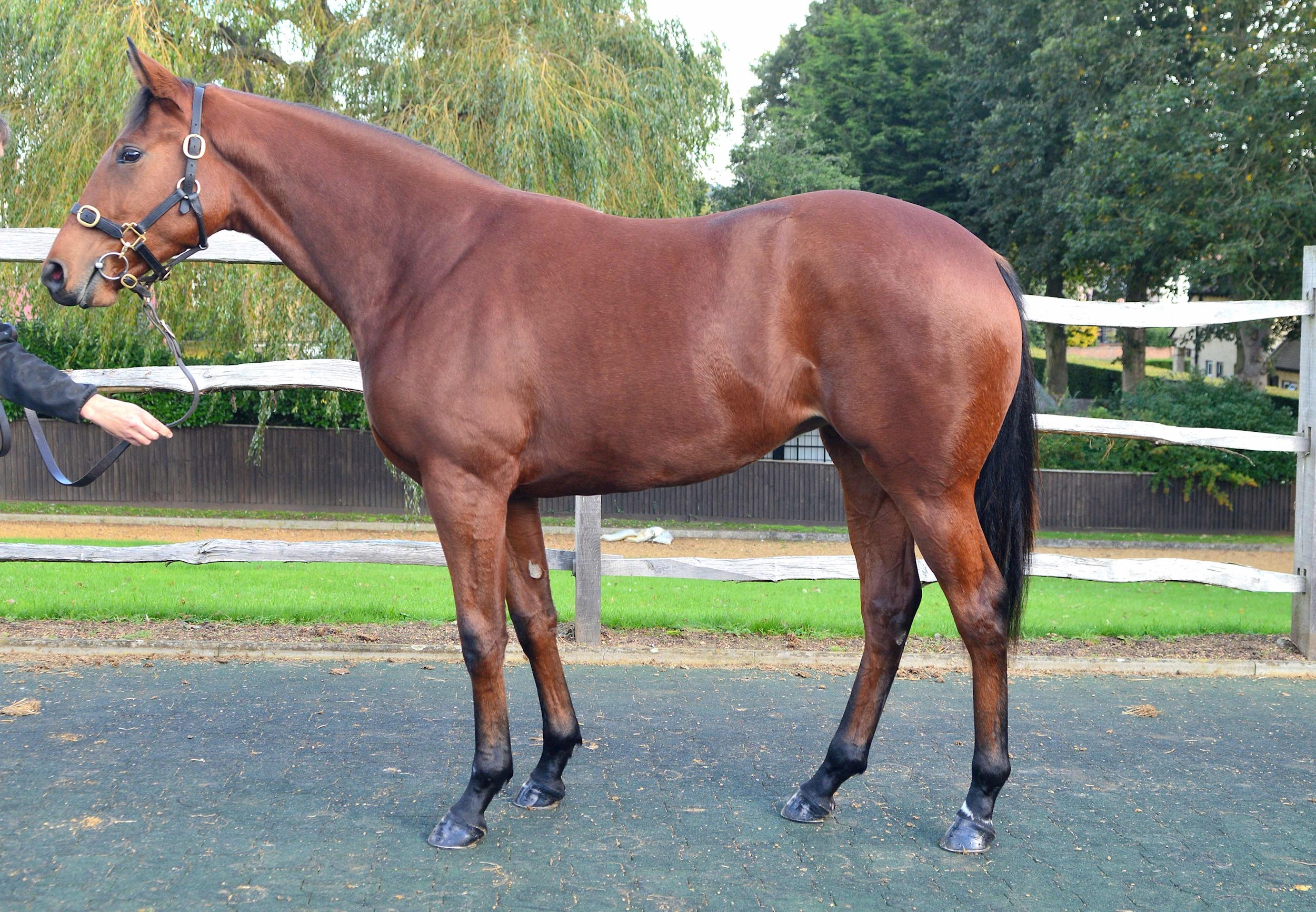 Camacho Ex Southern Belle