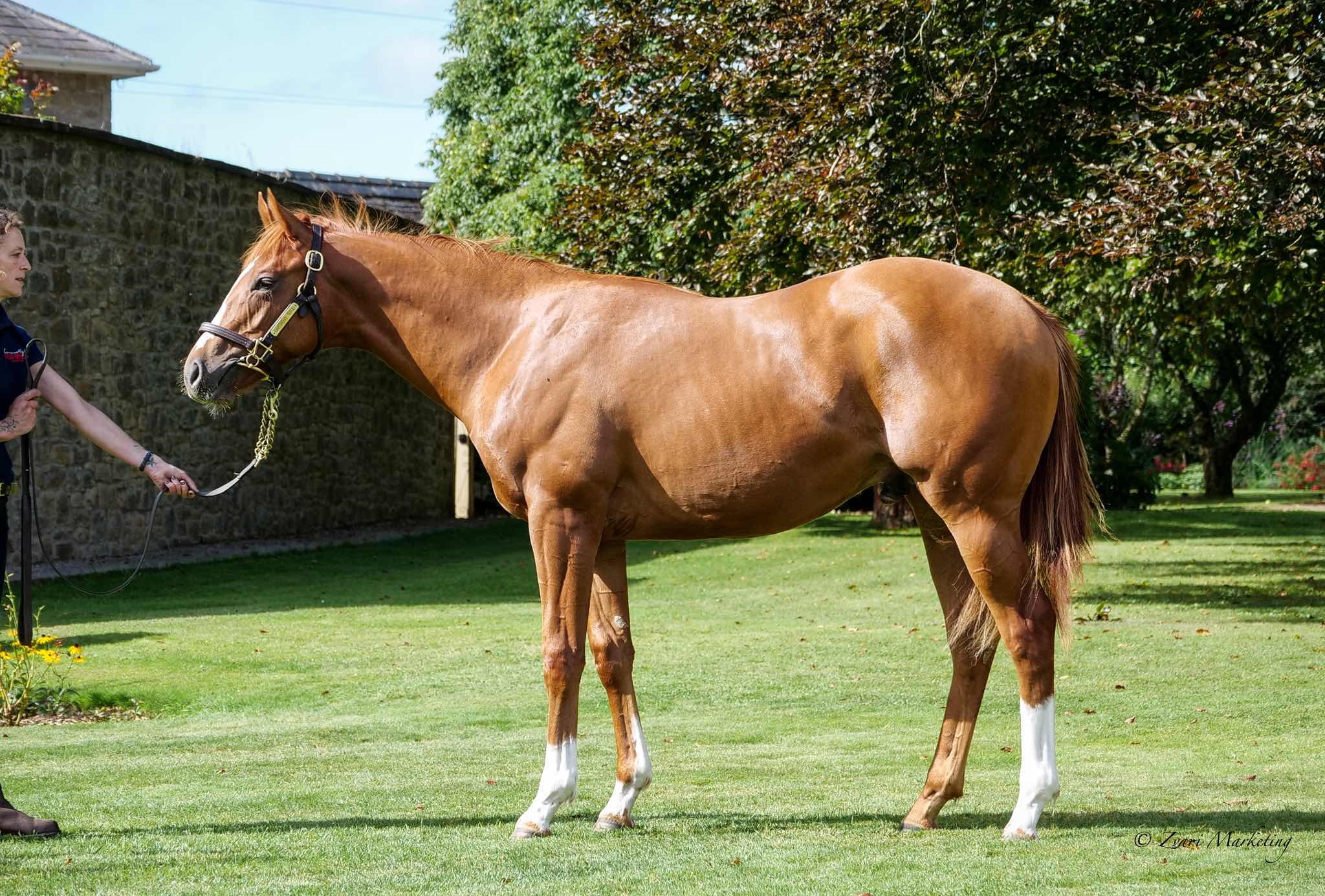 Showcasing Ex Zamoura