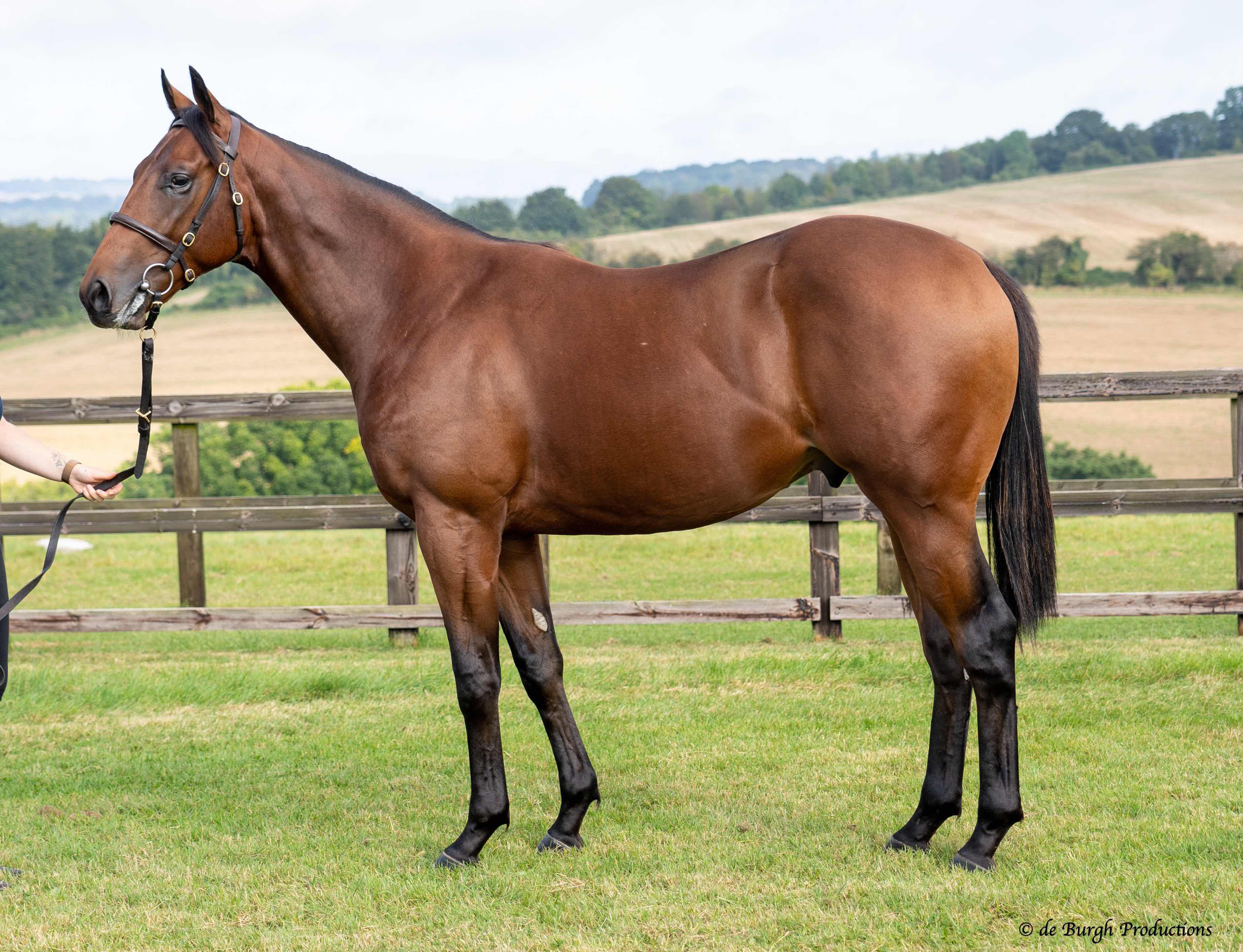 Opulence Thoroughbreds' team successful in buying the following yearlings at the Tattersalls Book 2 and Book 3 sale: