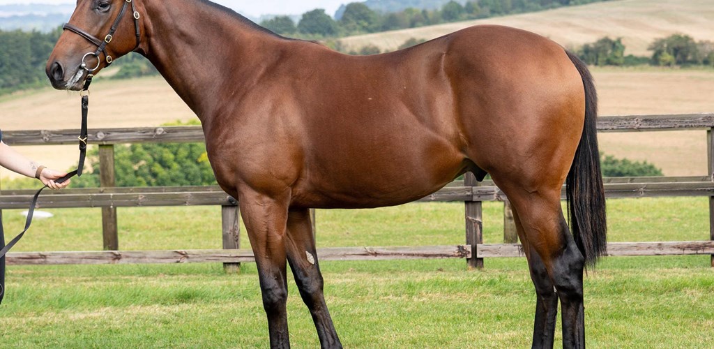 Opulence Thoroughbreds' team successful in buying the following yearlings at the Tattersalls Book 2 and Book 3 sale:
