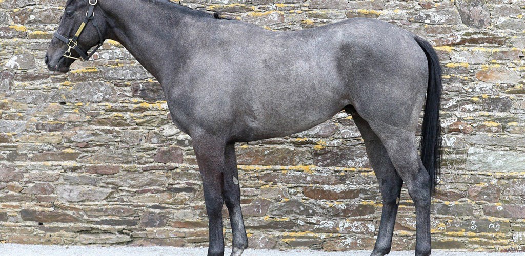 Opulence Thoroughbreds' latest acquisitions, at the recent Breeze Up sales