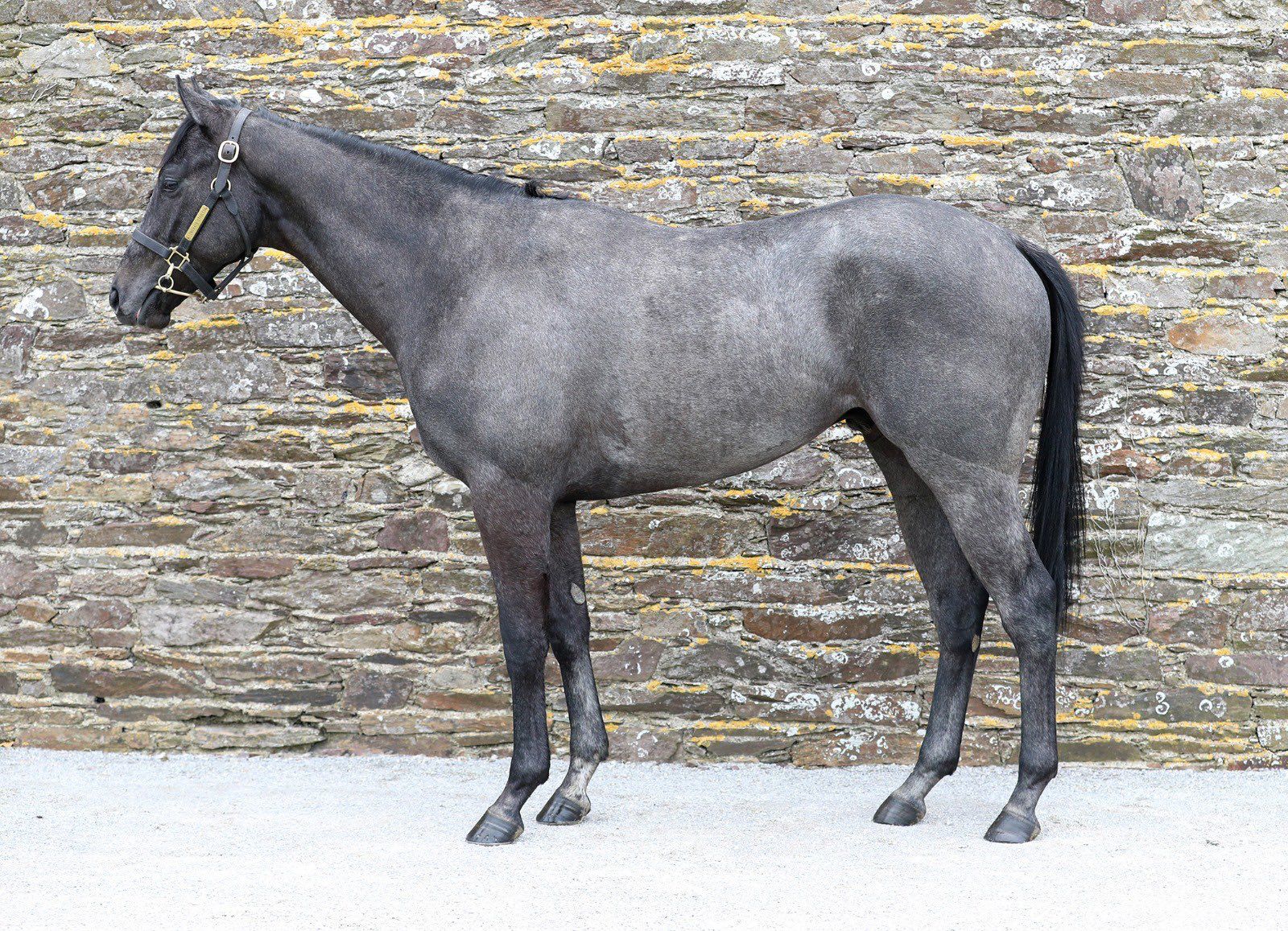 Opulence Thoroughbreds' latest acquisitions, at the recent Breeze Up sales