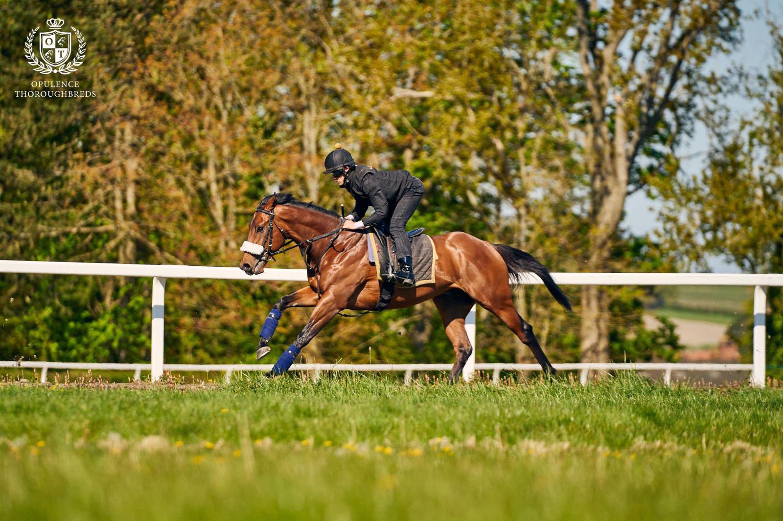 Bizarre Law wins at Goodwood Racecourse