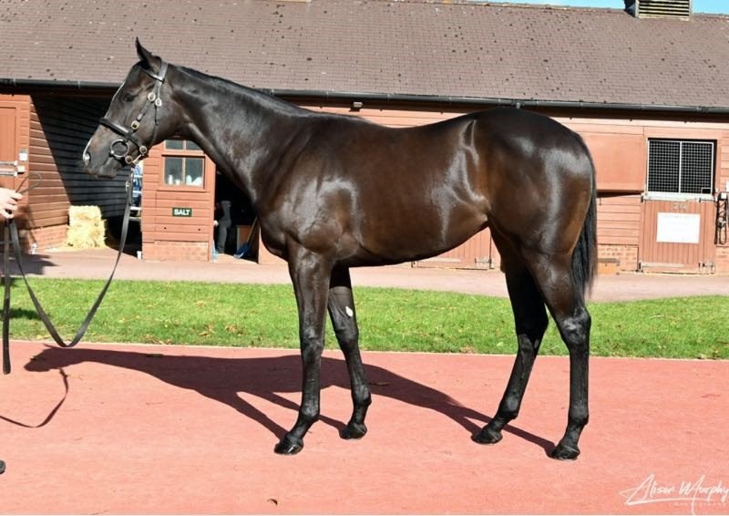 Soldier's Call x Warm Welcome - to be trained by Michael Bell