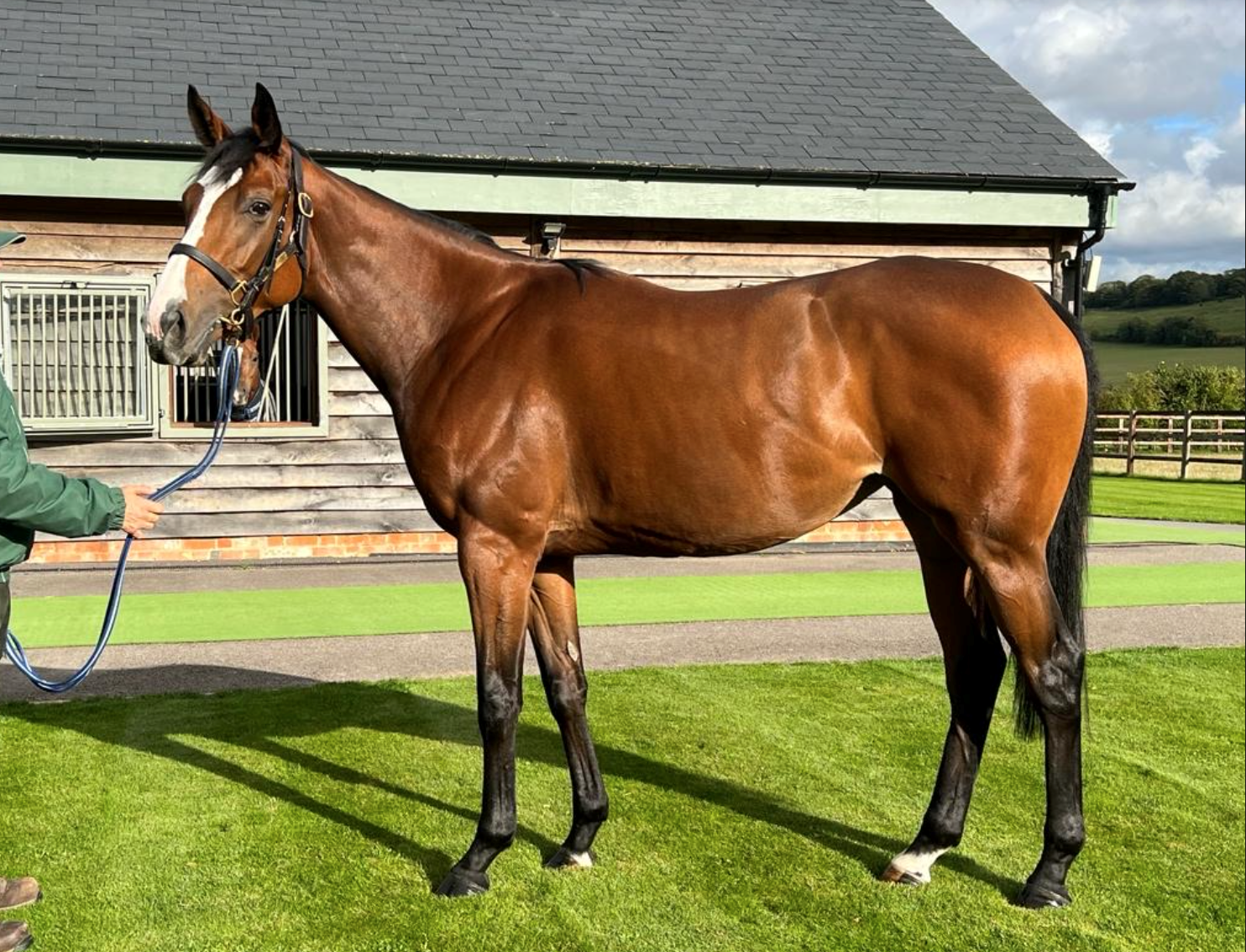 Hedonista is a two-year-old filly in training for the 2023 season