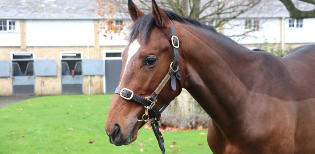 Our Yearlings for the 2023 Season
