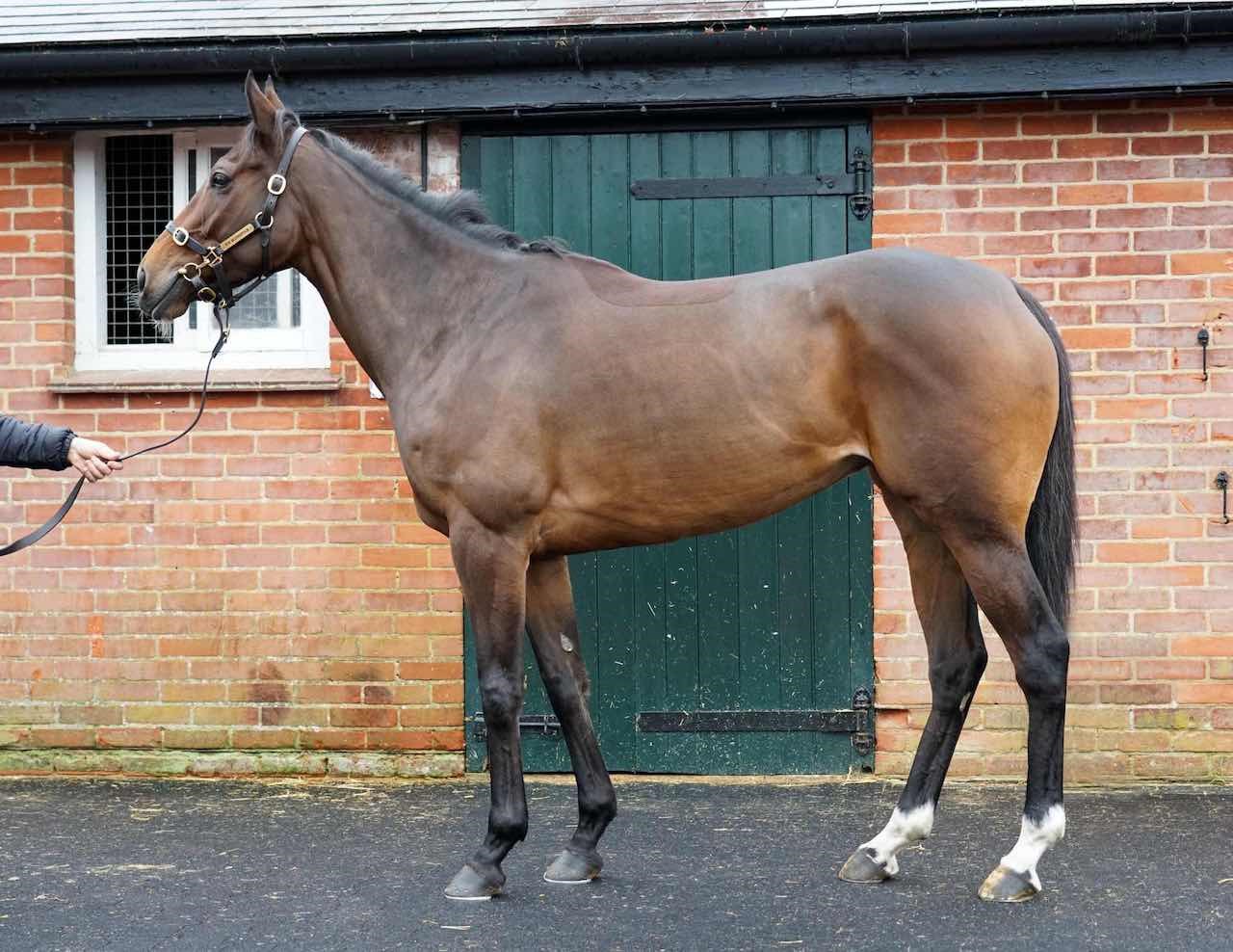 SOMETHING ENTICING - A Listed winning mare by FASCINATING ROCK, trained by Andrew Balding