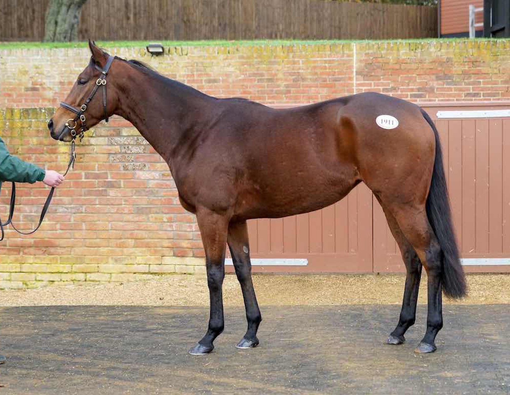 MARBLING - A Group 3-winning mare by Kingman, rated 101