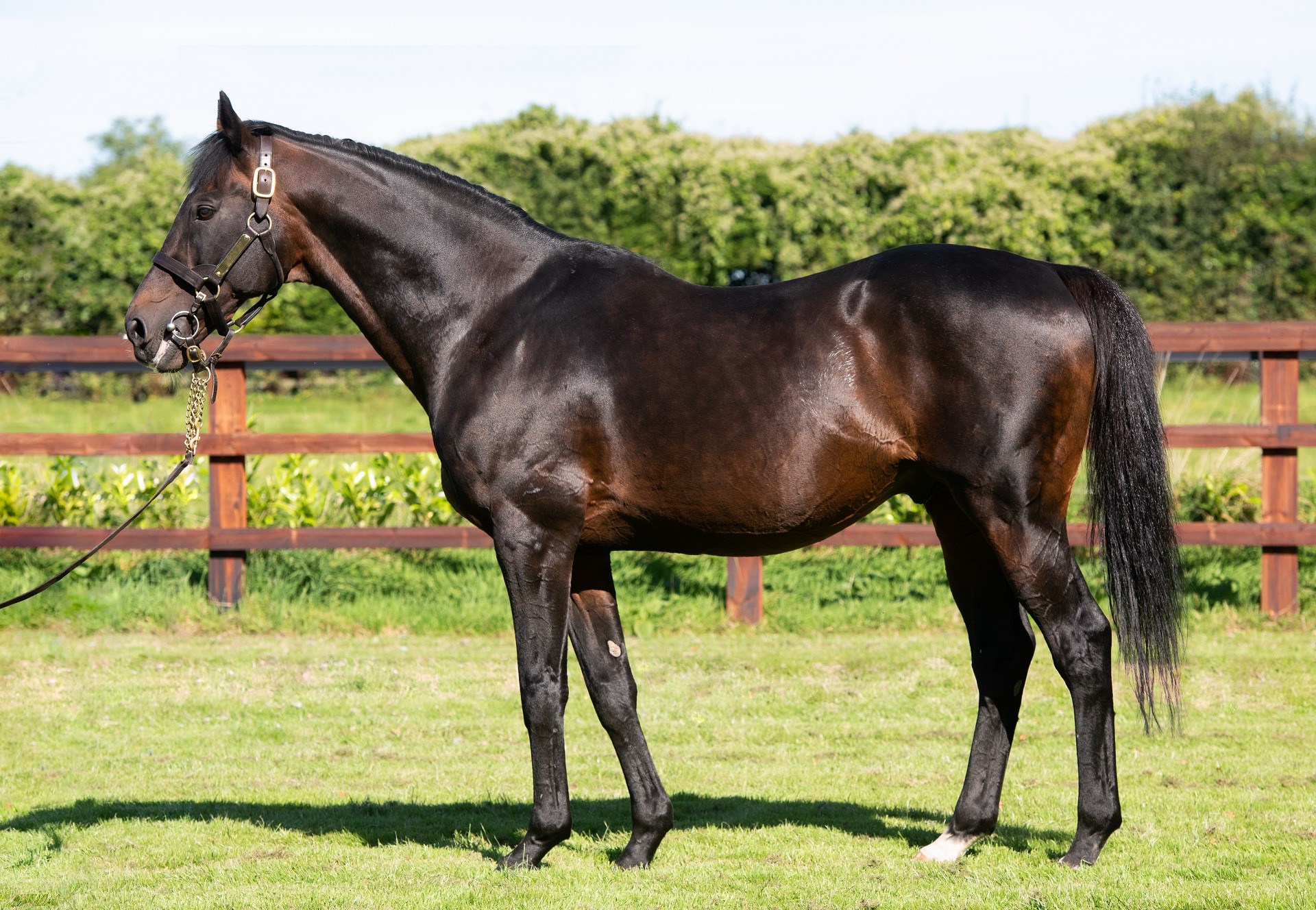 WALK IN THE PARK- sire to our own PUDDLESINTHEPARK