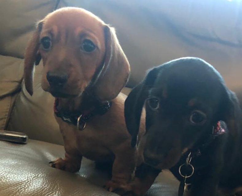 Winkster the Puppy (left)