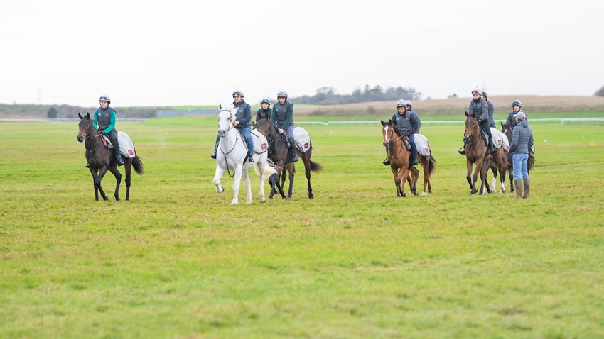 He is a great lead horse already!