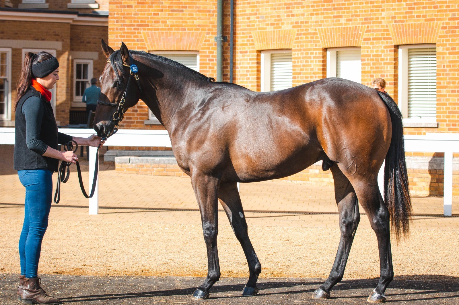 FLAVOUR MAKER leaving the ring at Tattersalls October Yearling Sale (Book 2).