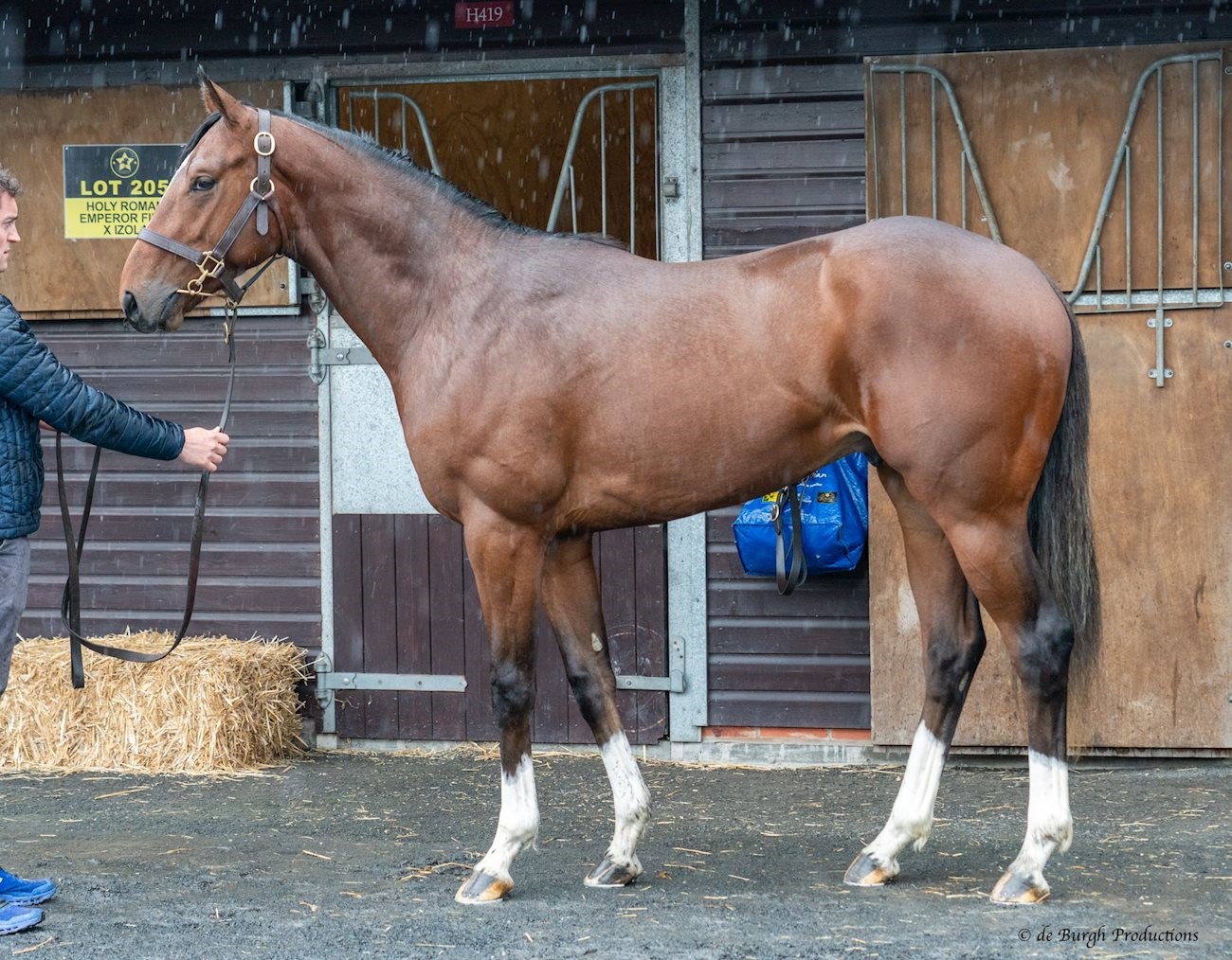 Our BUNGLE INTHEJUNGLE ex KERRY'S REQUIEM colt, in training with Jack Channon.