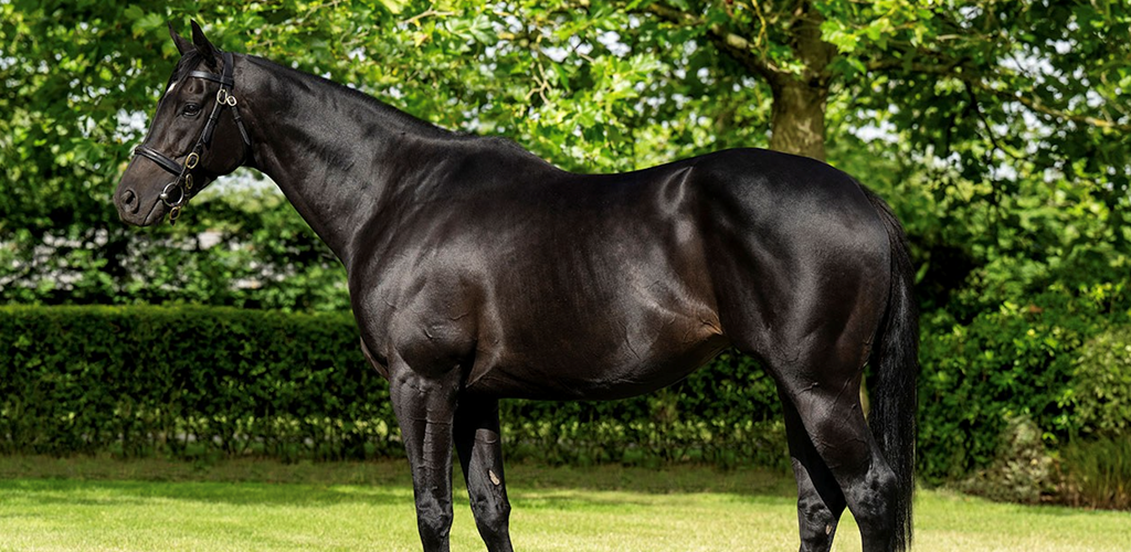 The Race to be Champion First Season Sire - By Cornelius Lysaght