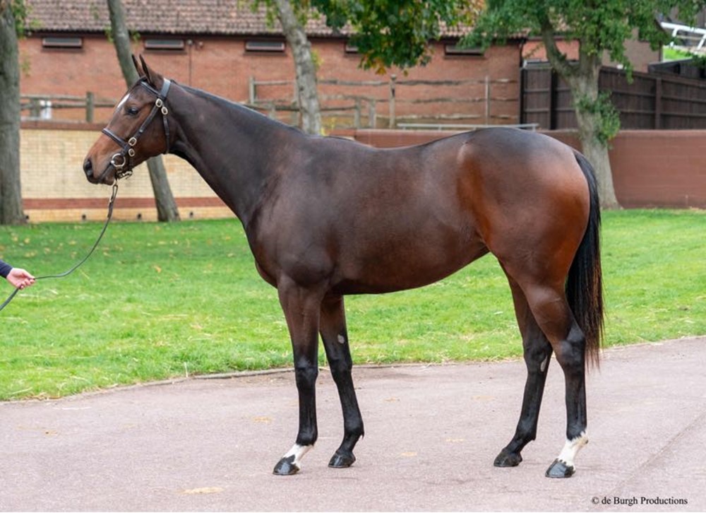 Cracksman x Pure Art