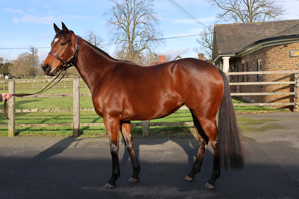 Broodmares