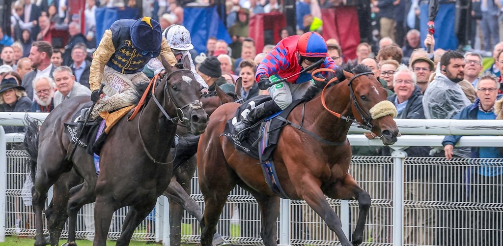 PUROSANGUE for the Roses! - by Cornelius Lysaght