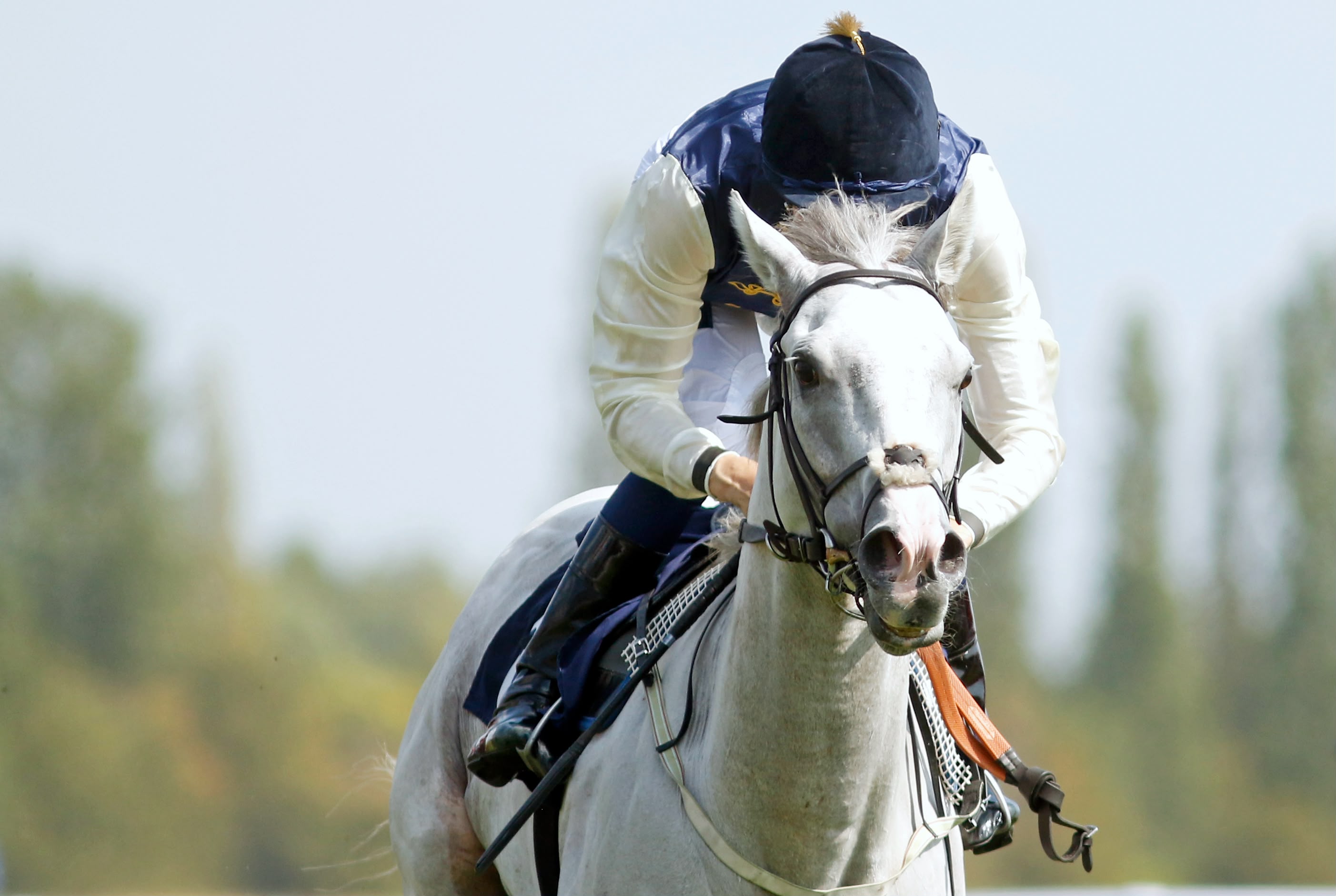 Addison Grey back on the winning trail with Newbury success