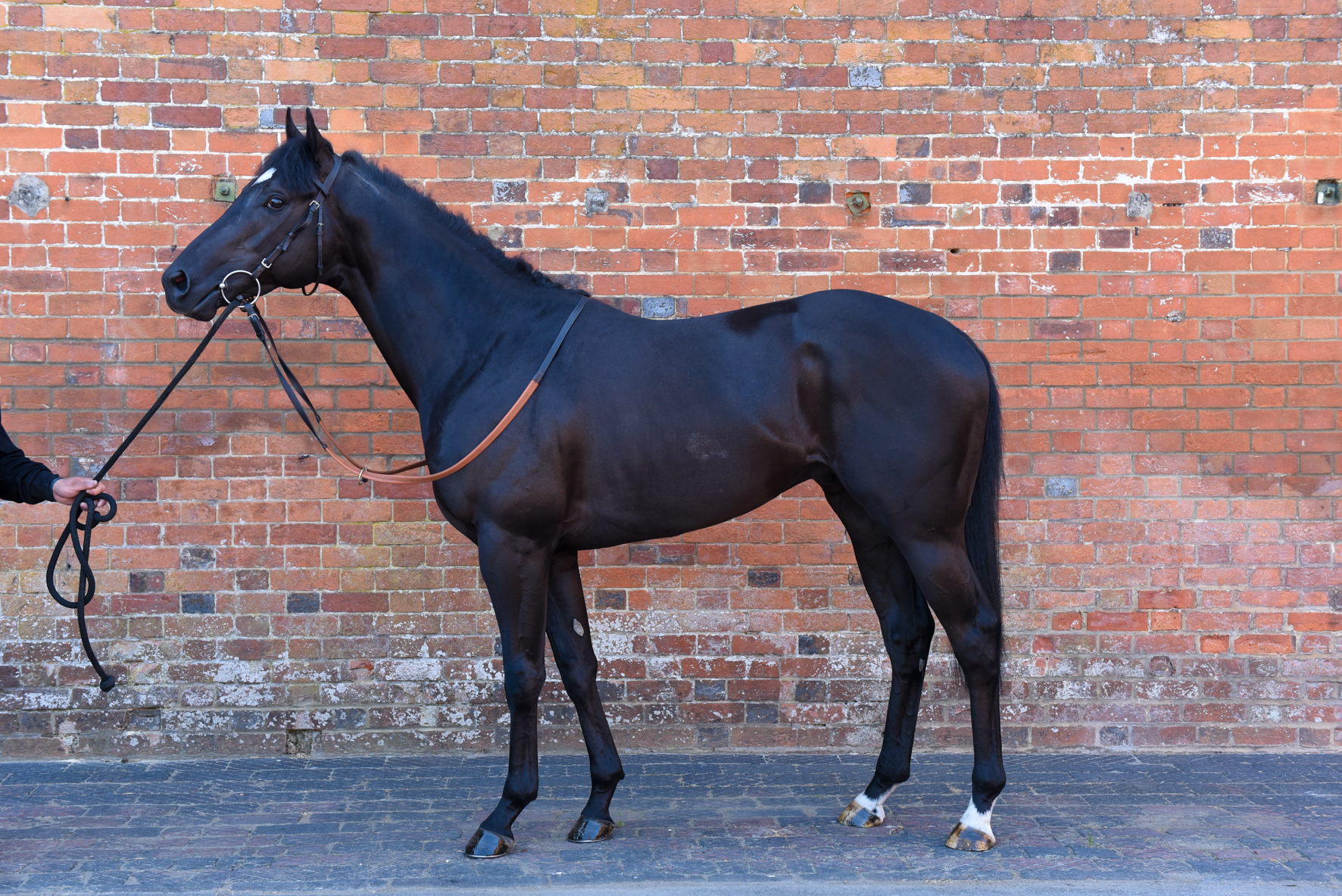 Purosangue - meaning "Thoroughbred" in Italian