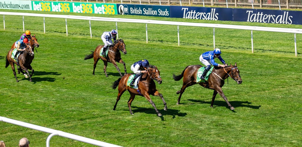 Second Place, First Class: Royal Fixation’s Next Chapter
