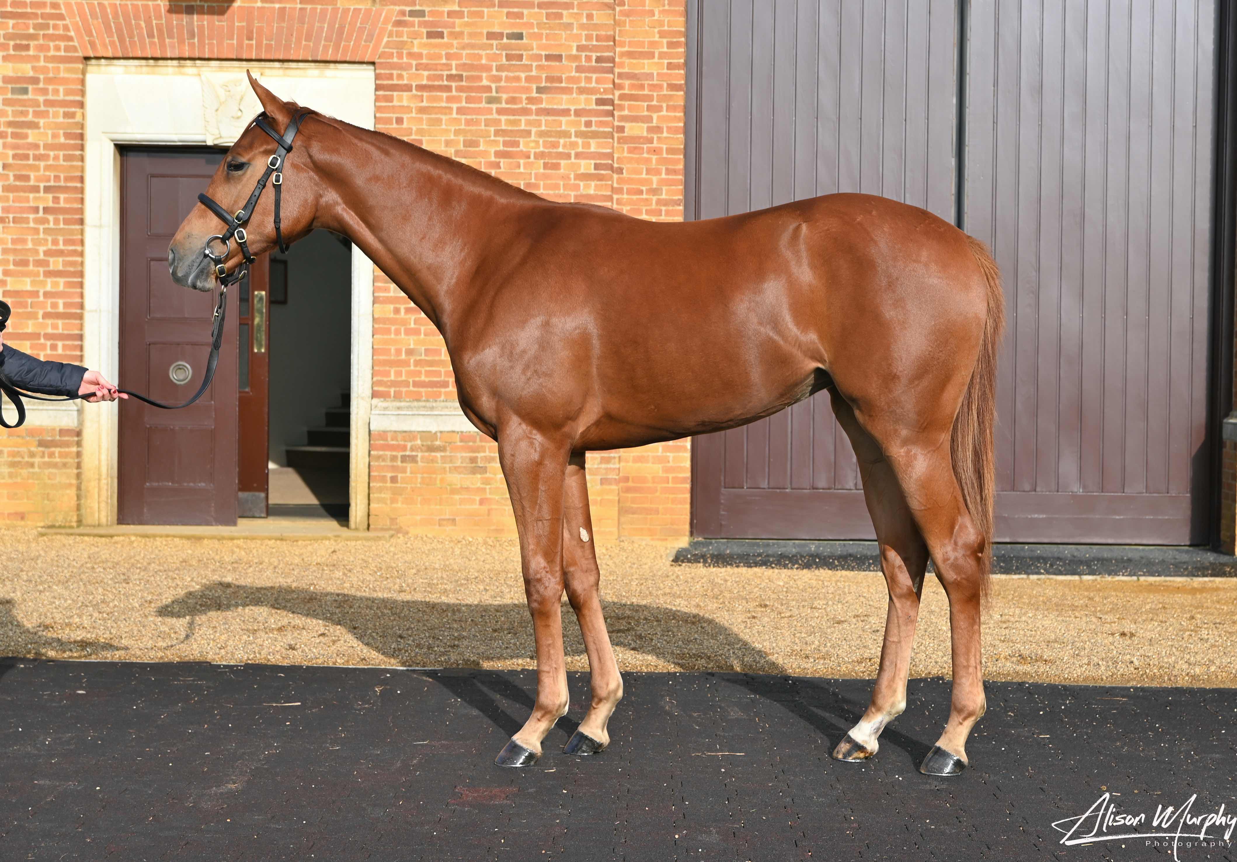 Sea the Moon ex Incroyable