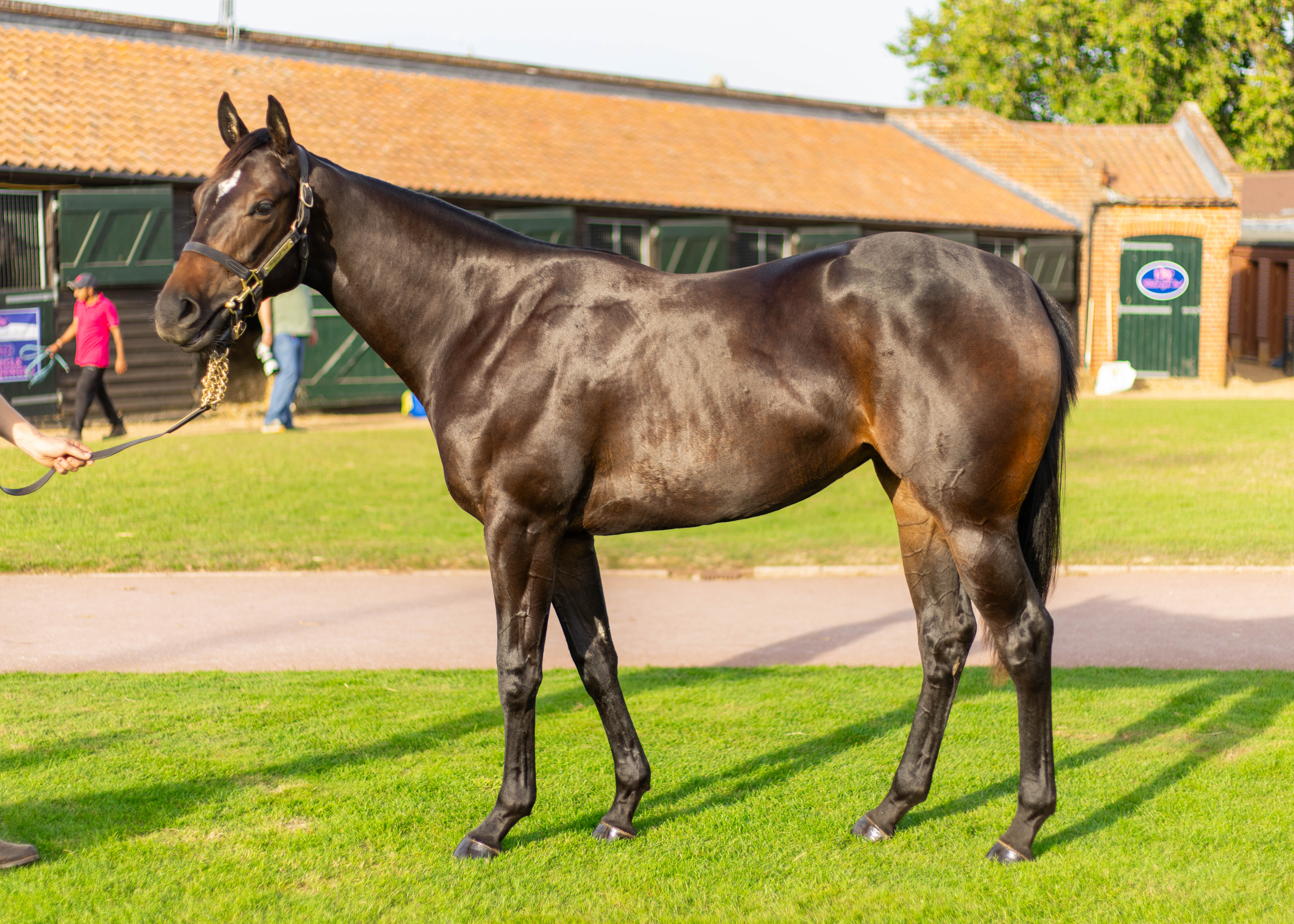 The Naming Process - By Cornelius Lysaght