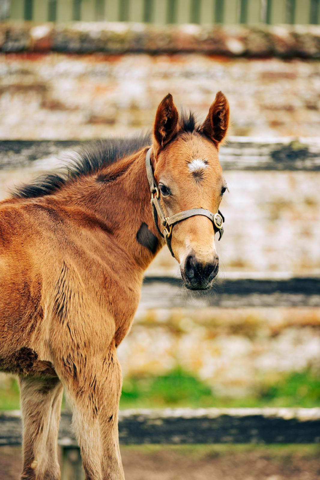 Meet the Opulence Foals at Galloway Stud