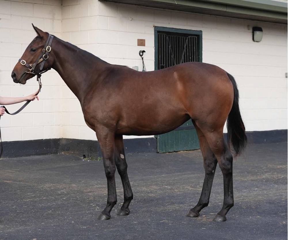 Lope De Vega x Witches Brew