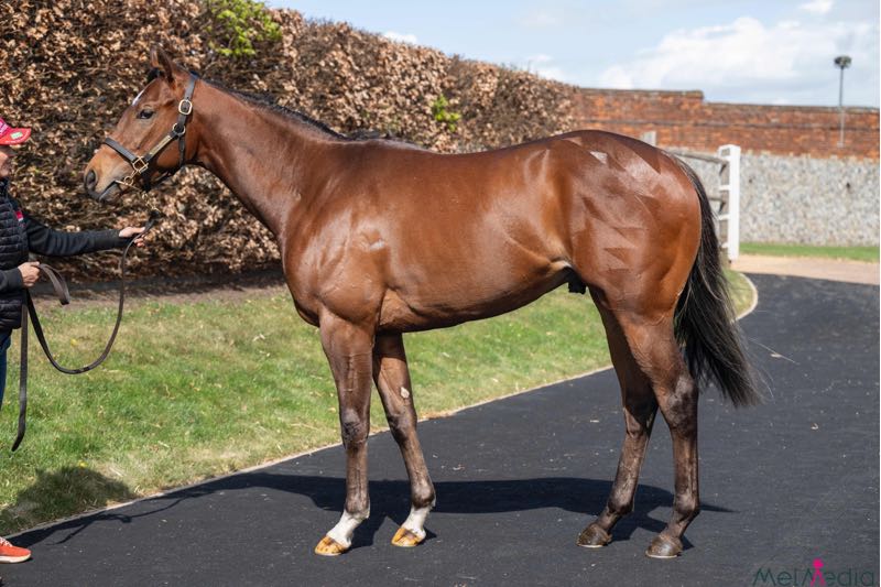 Opulence Build on Breeze-Up Success with New Craven Acquisition