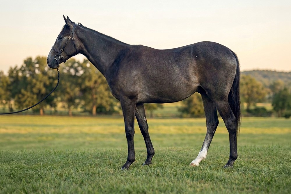 Phoenix of Spain ex Kitty Jones