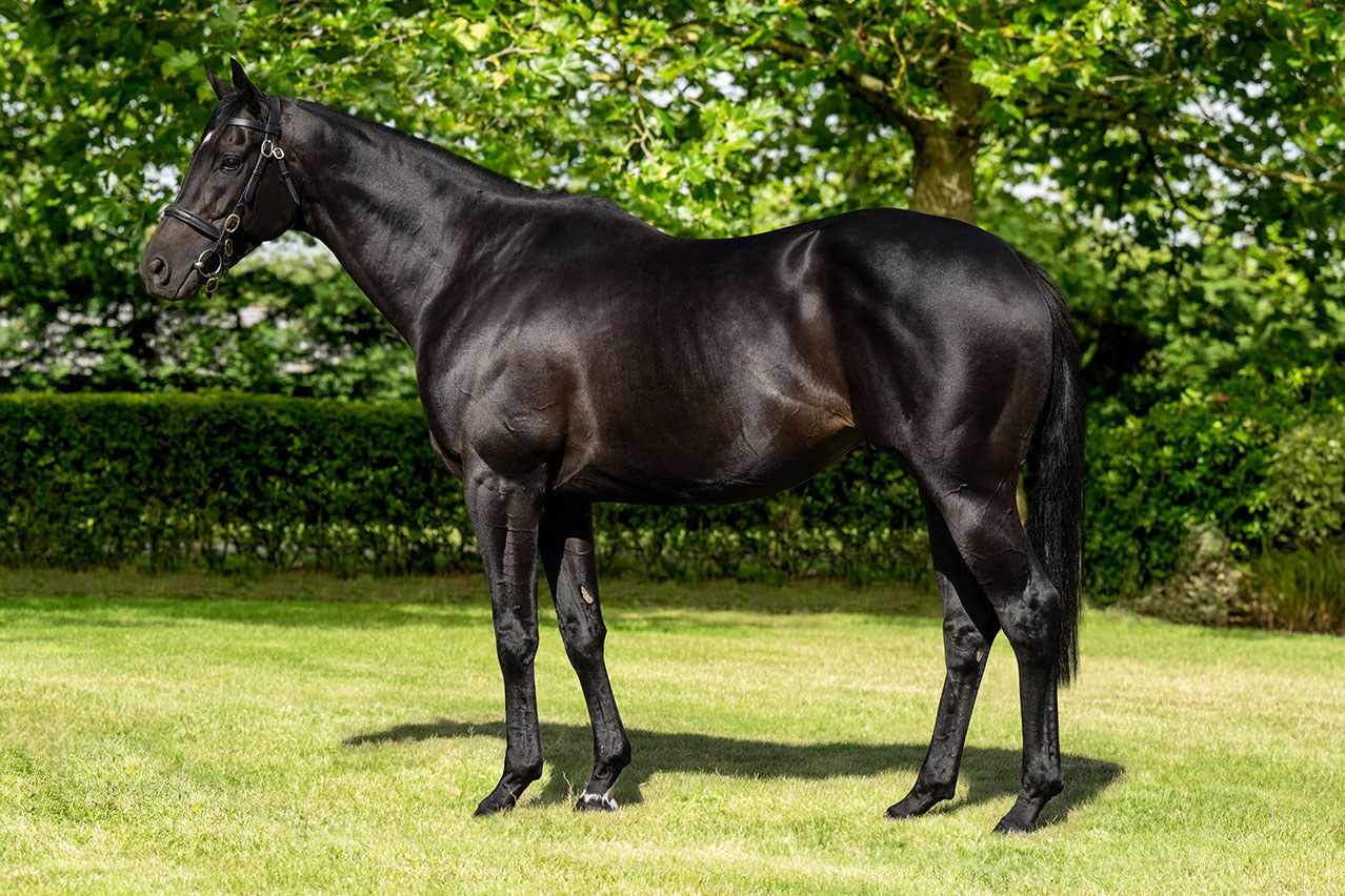 The Race to be Champion First Season Sire - By Cornelius Lysaght