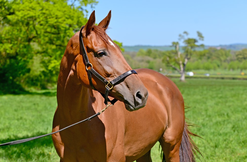 Sea The Boss 