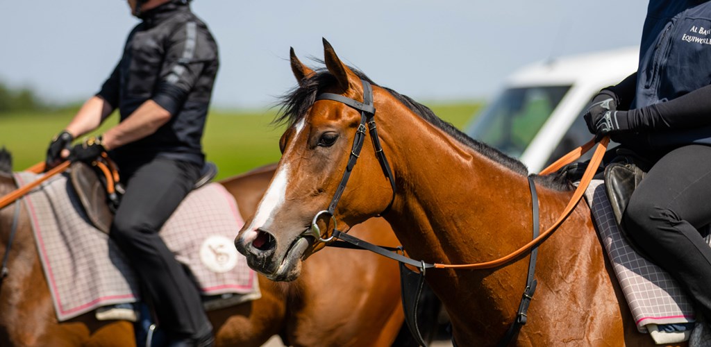 Opulence Goes for Gold Down Under!