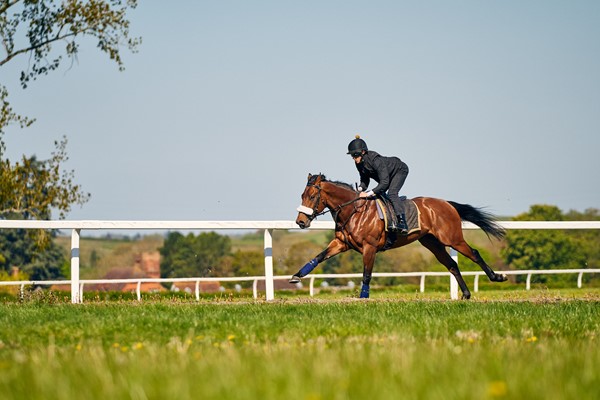 Older horses