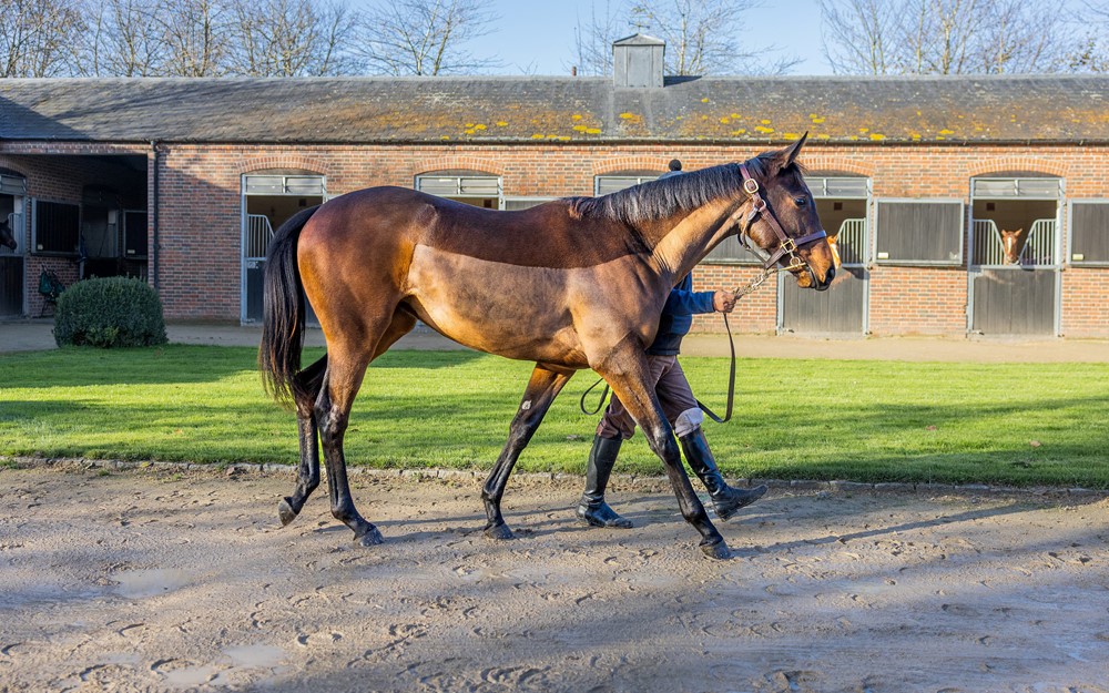 Lope De Vega x Witches Brew