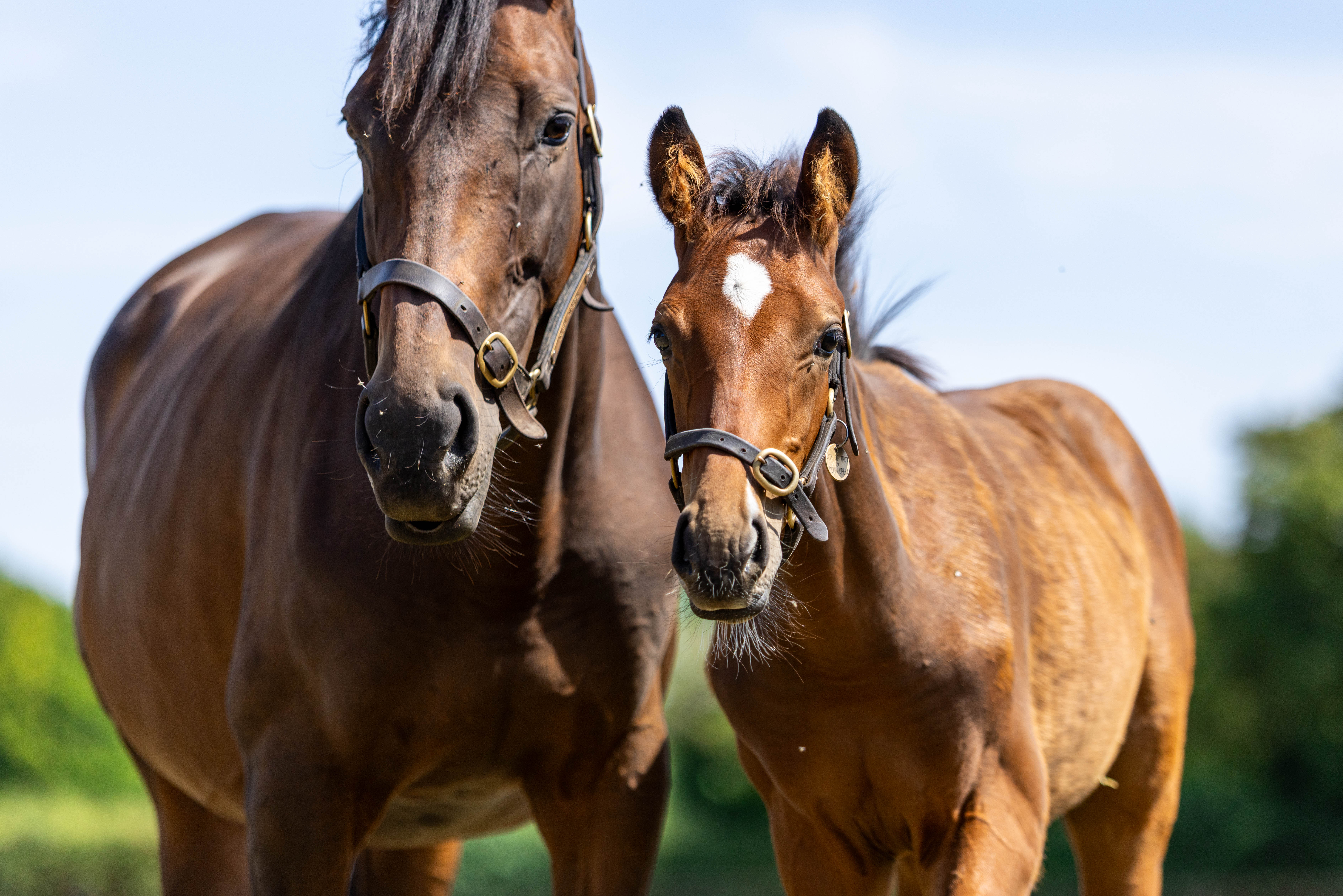 Dubai Opera and her City Of Troy Foal