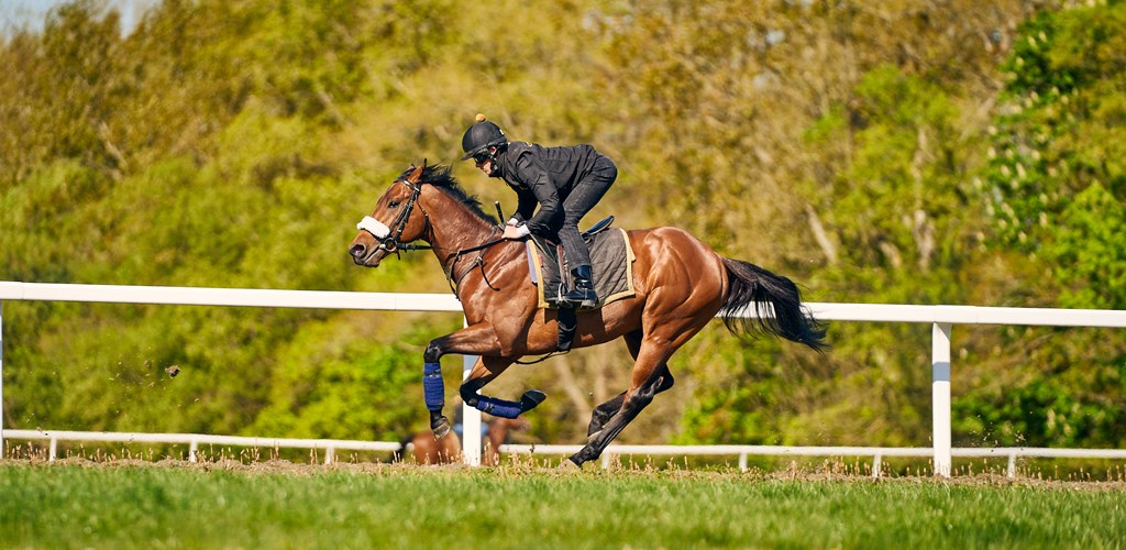 Bizarre Law Bounces back to form in the Racing League