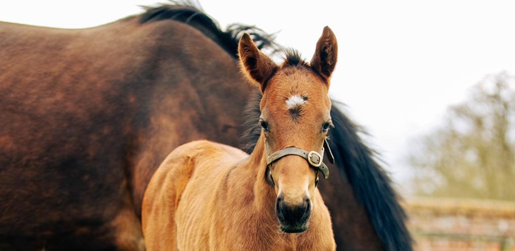 Meet the Opulence Foals at Galloway Stud