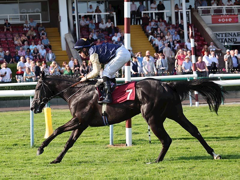 A classy debut from PUROSANGUE