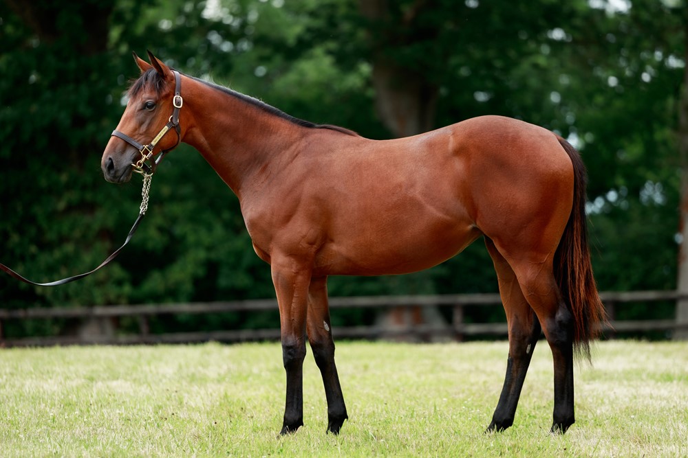 Too Darn Hot x Rocksavage