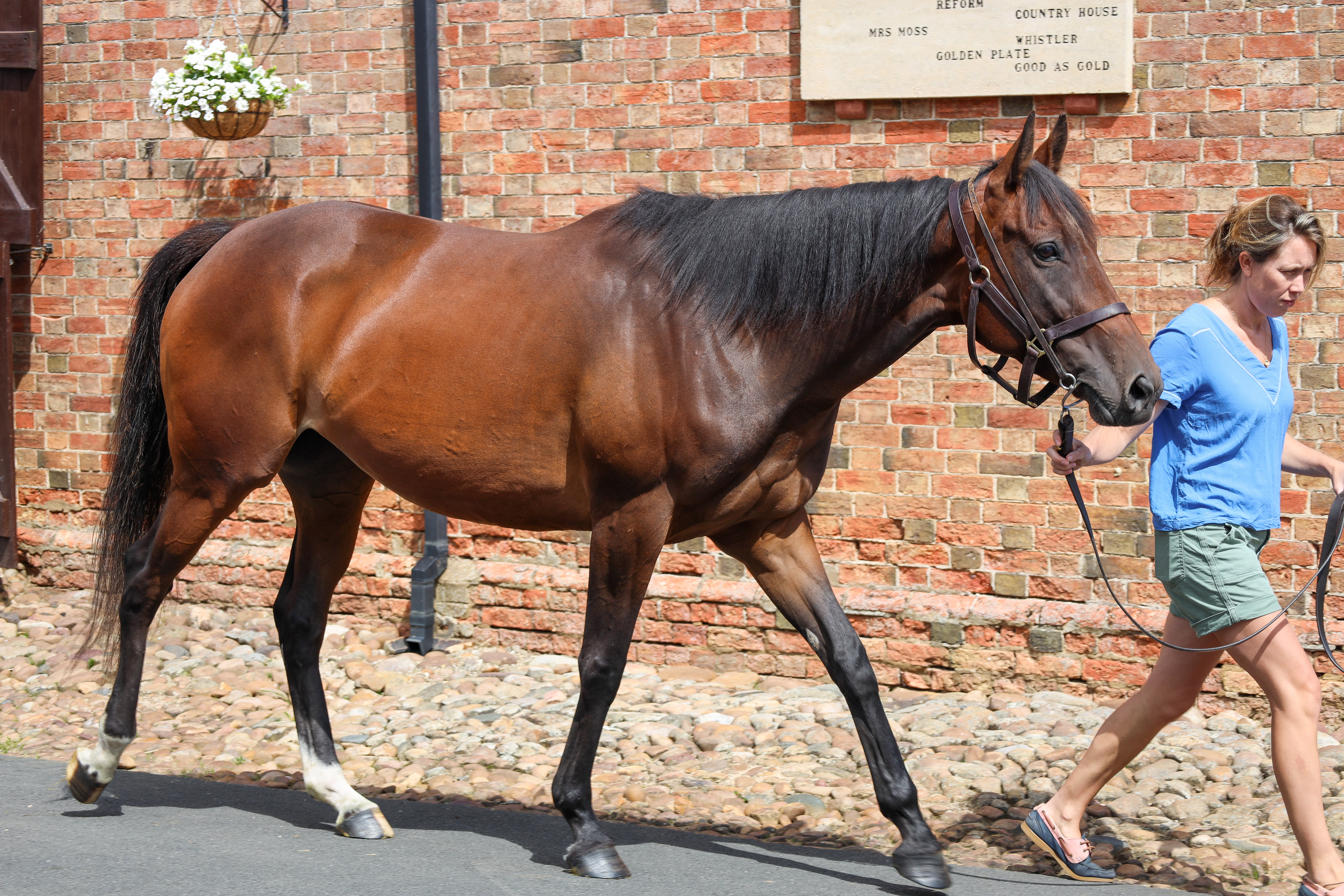 SOMETHING ENTICING, in foal to NEW BAY